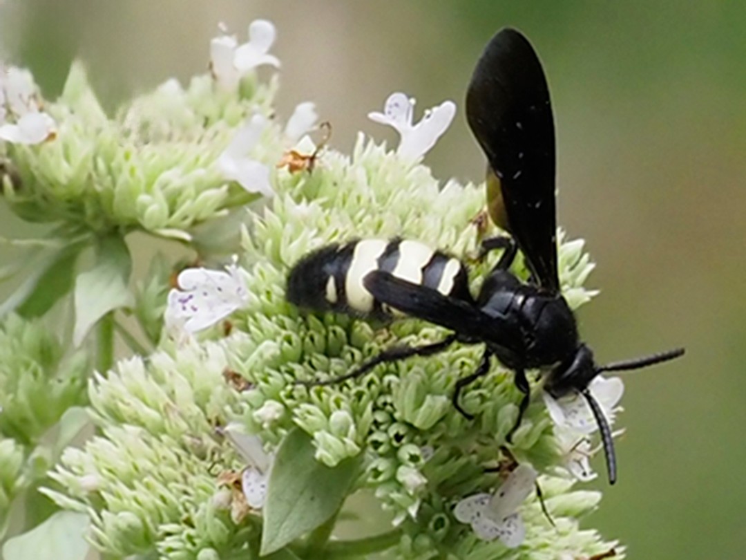 Scoliid wasp