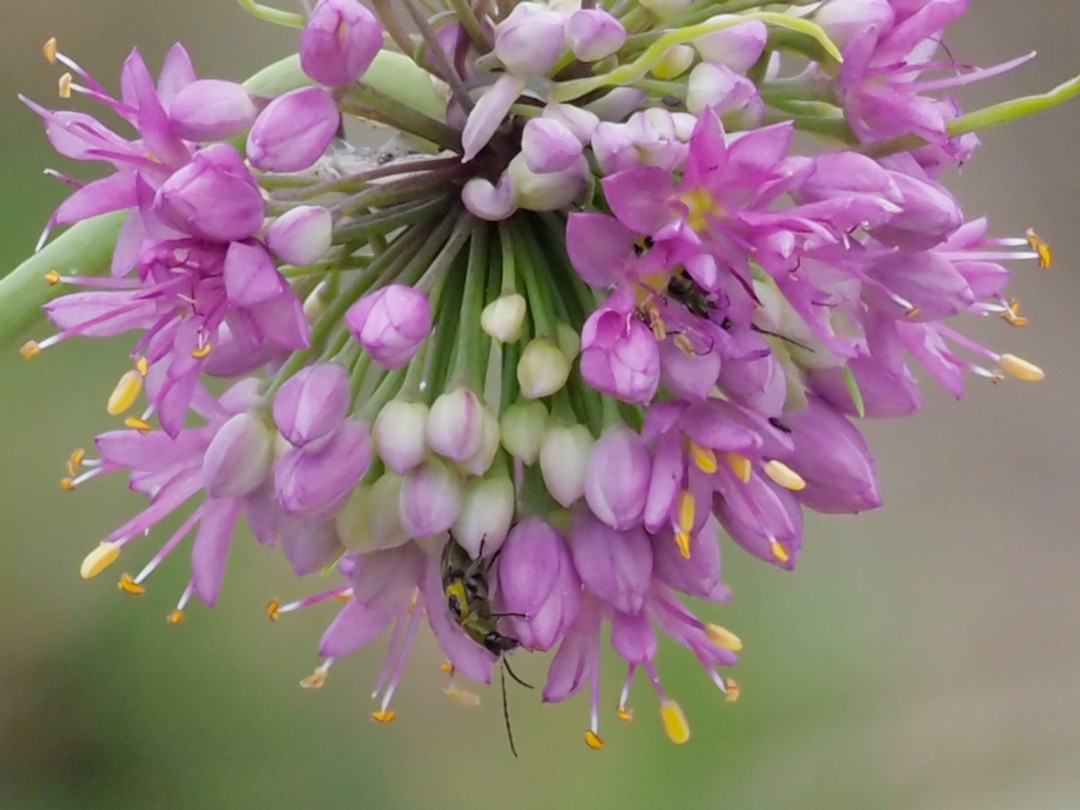 Spotted cucumber beetle
