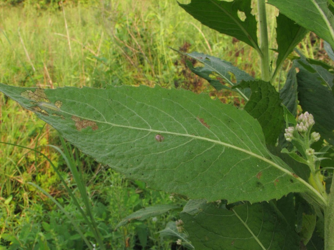 Serrated leaf