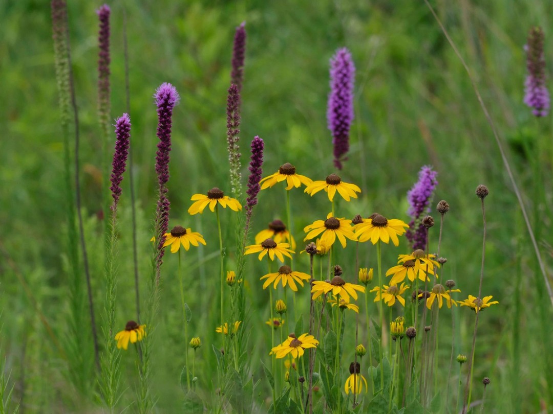 with Liatris pychnostachya