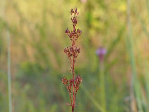 With Liatris pycnostachya