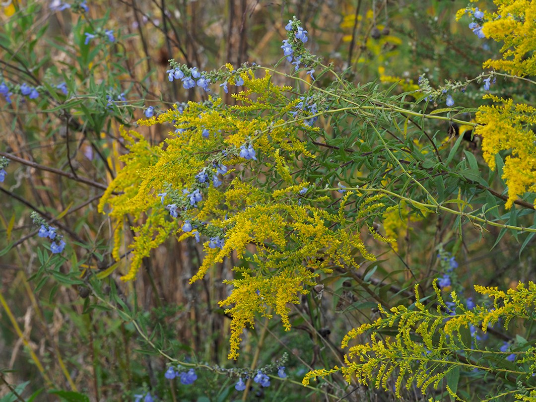 Salvia azurea, Solidago altissima
