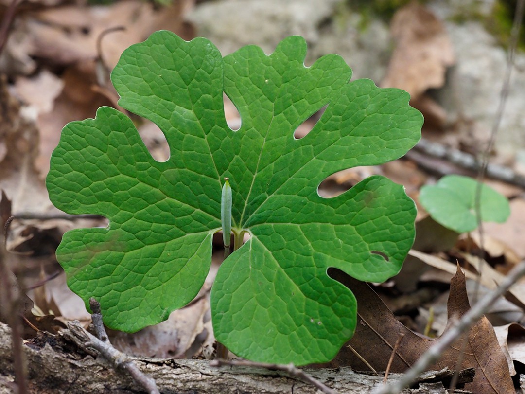 Large leaf and developing seed pod
