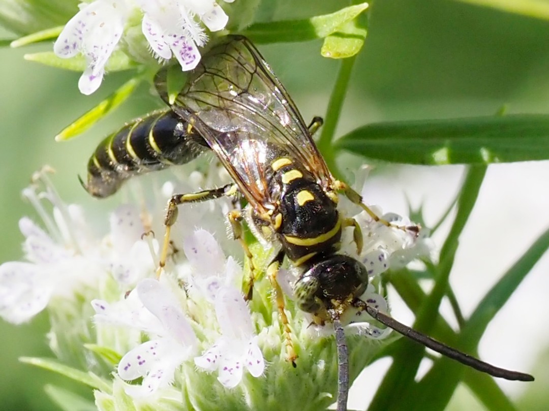 Five-banded Thynnid wasp