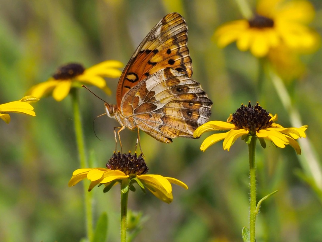 Variegated fritillary