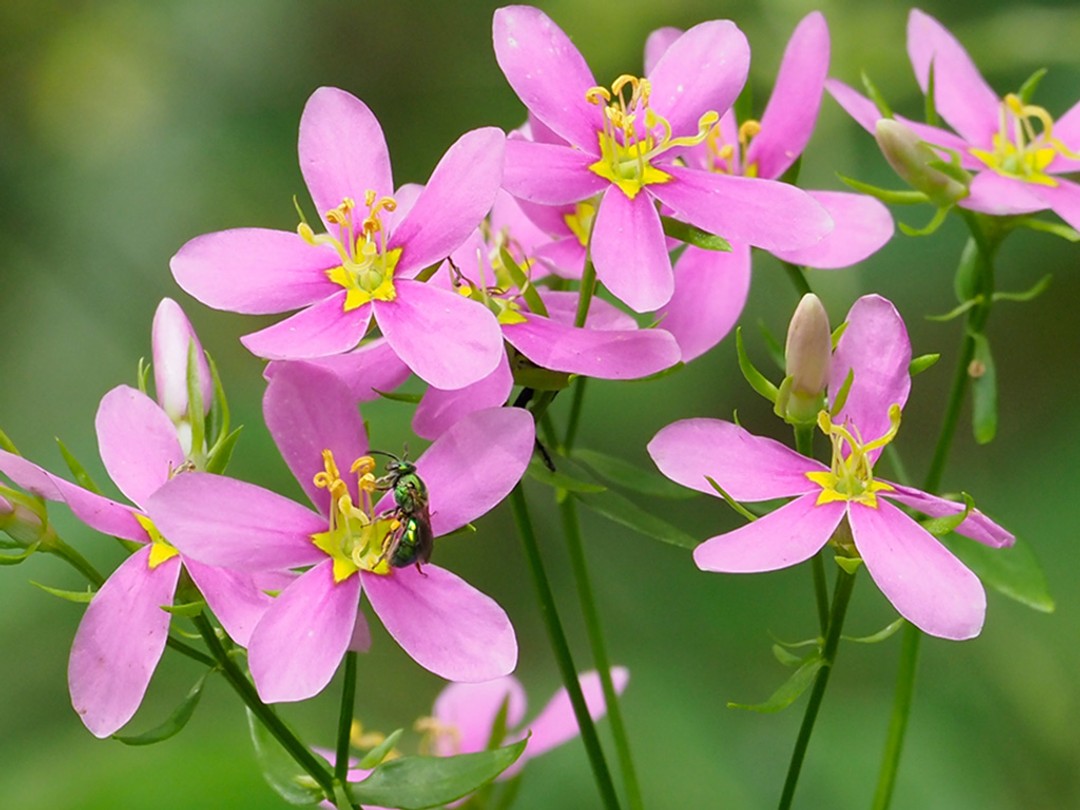 Augochlorine Sweat bee