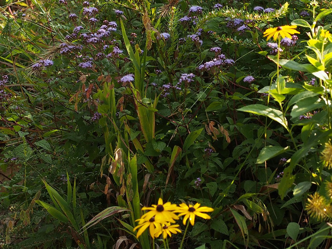 Eupatorium coelestinum