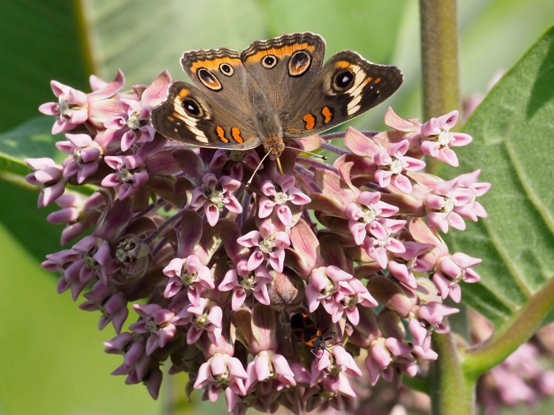 Common buckeye