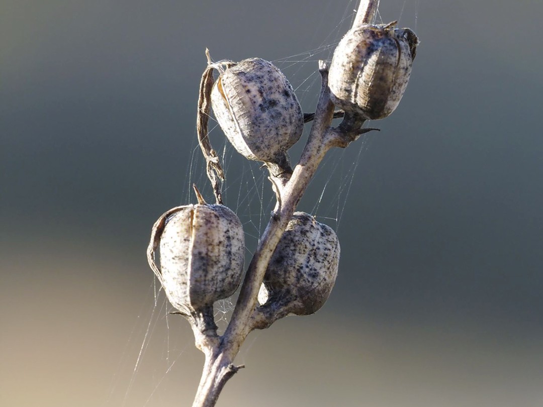 Ripe fruits starting to split open
