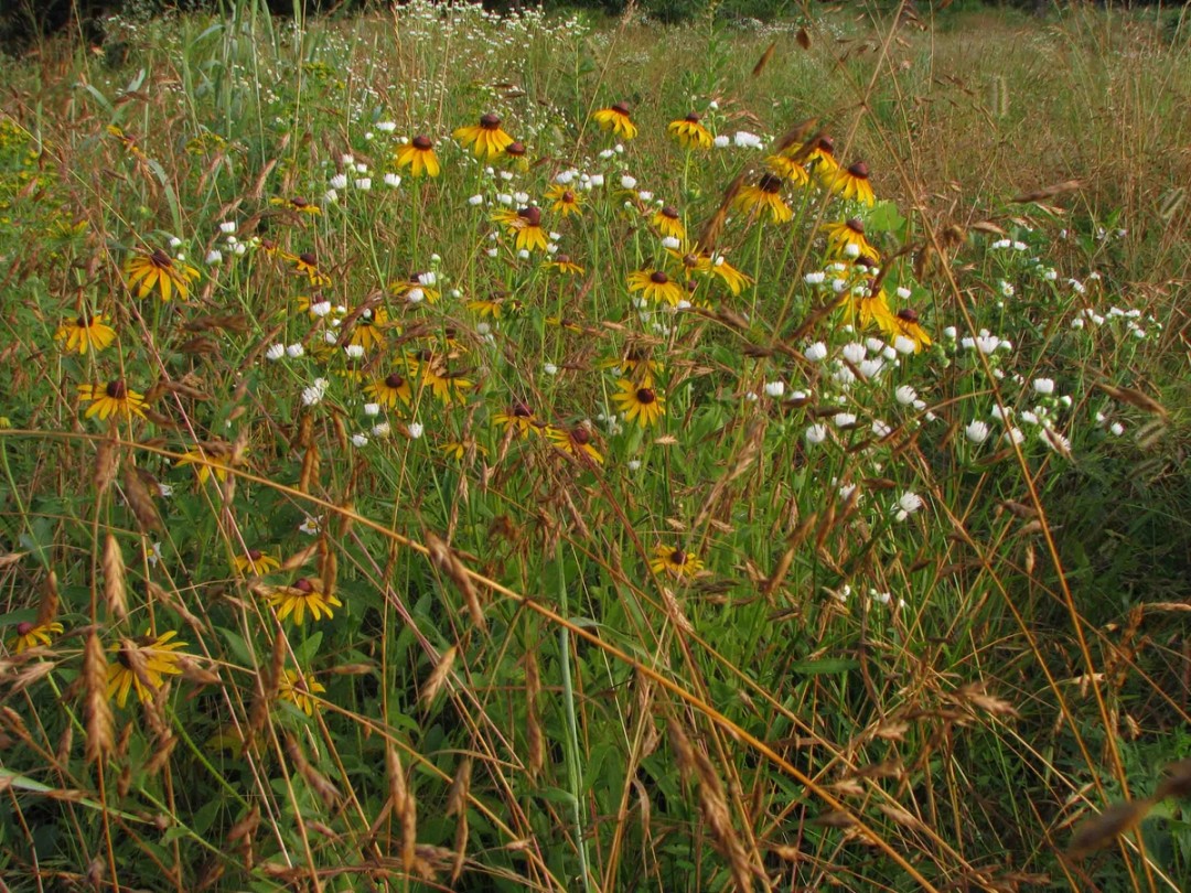 Daisy fleabane