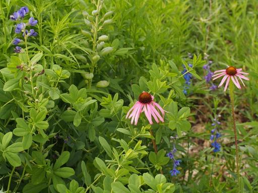 Glade companions Glade coneflower and Larkspur