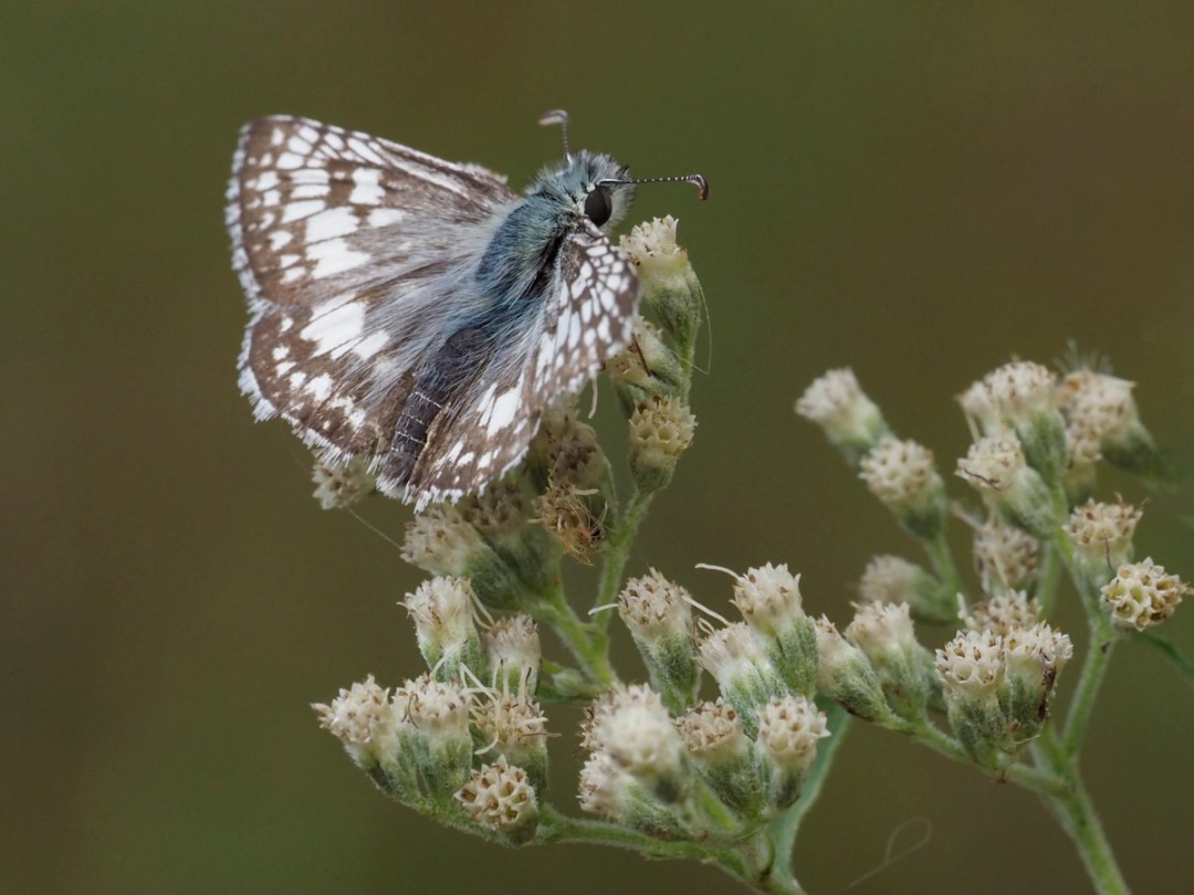 Common checkered skipper