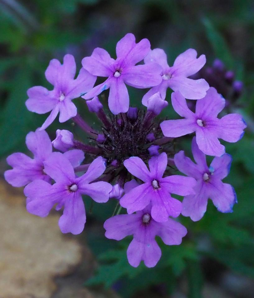 Purple flowers of Glandularia canadensis