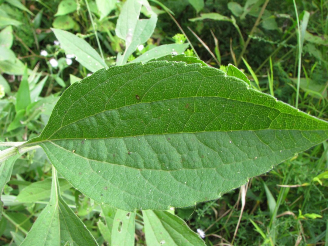 Upper leaf without lobes
