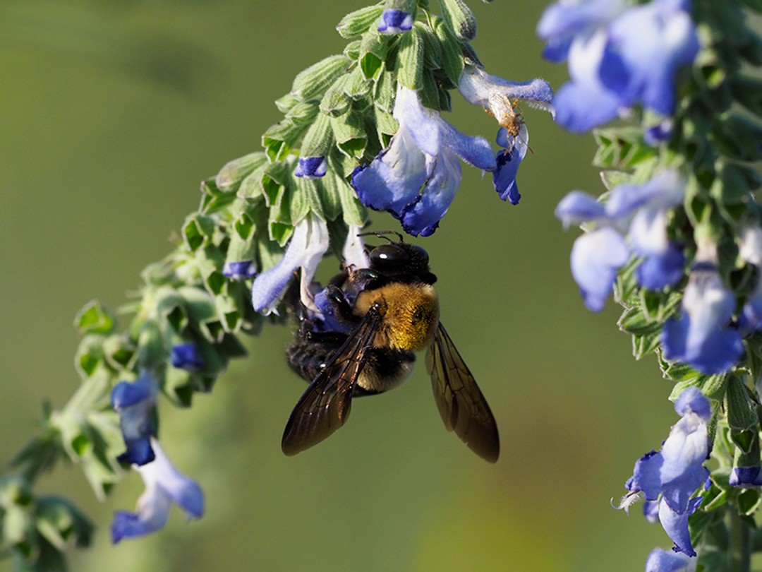 Carpenter bee 'steeling' nectar