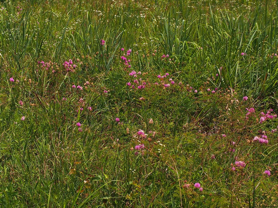 Grassland habitat