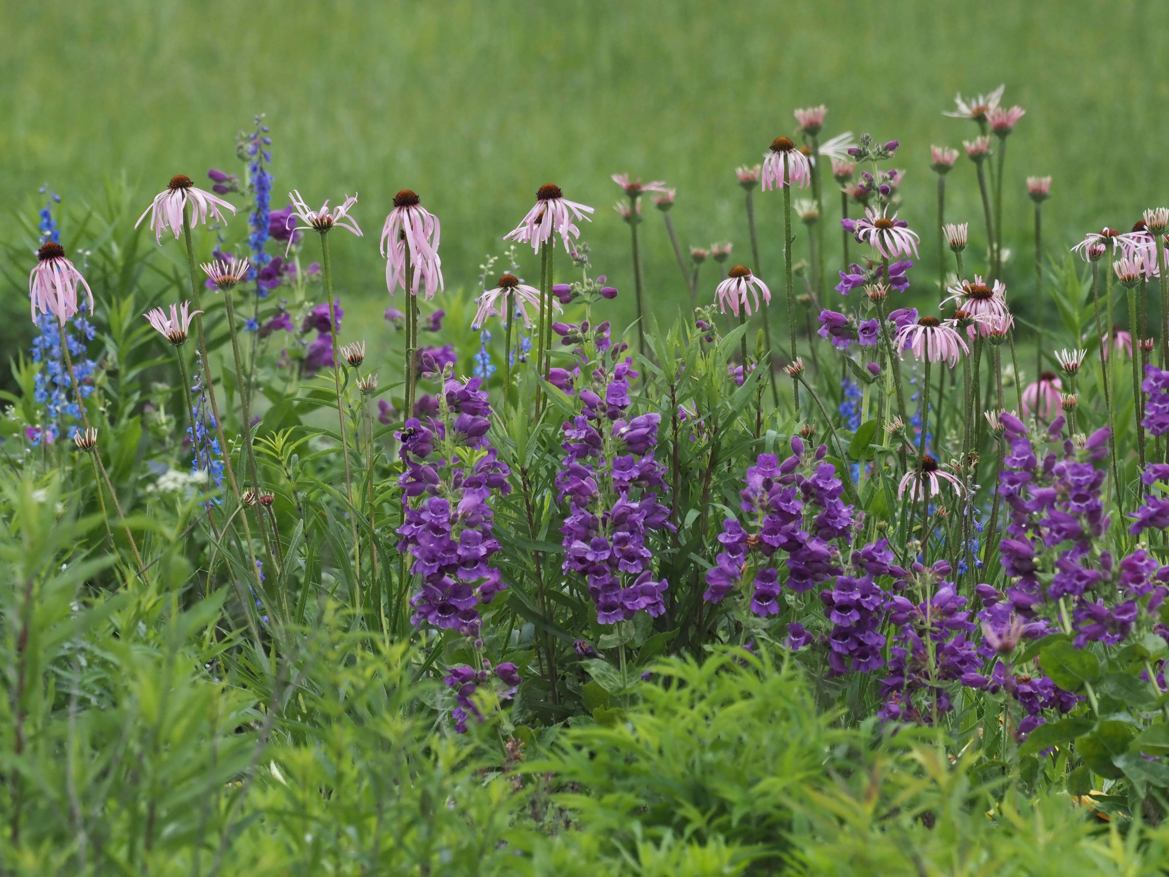Native wildflowers in Ozarkedge glade