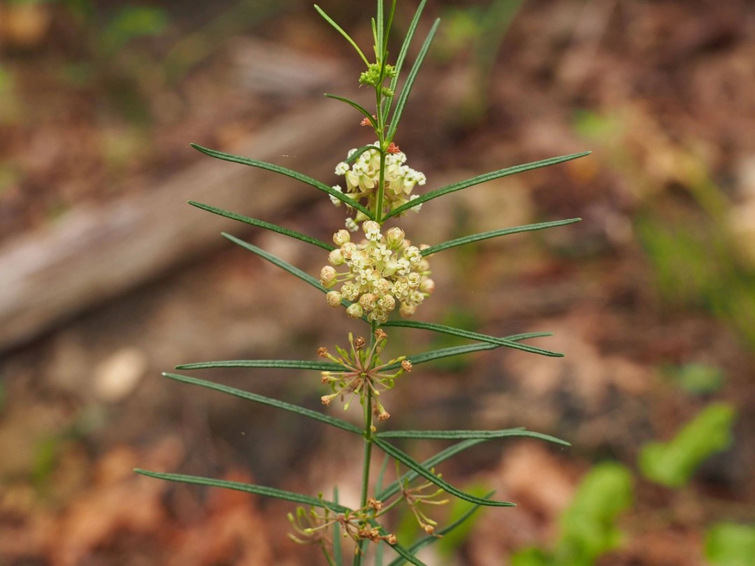 Green and pinkish buds