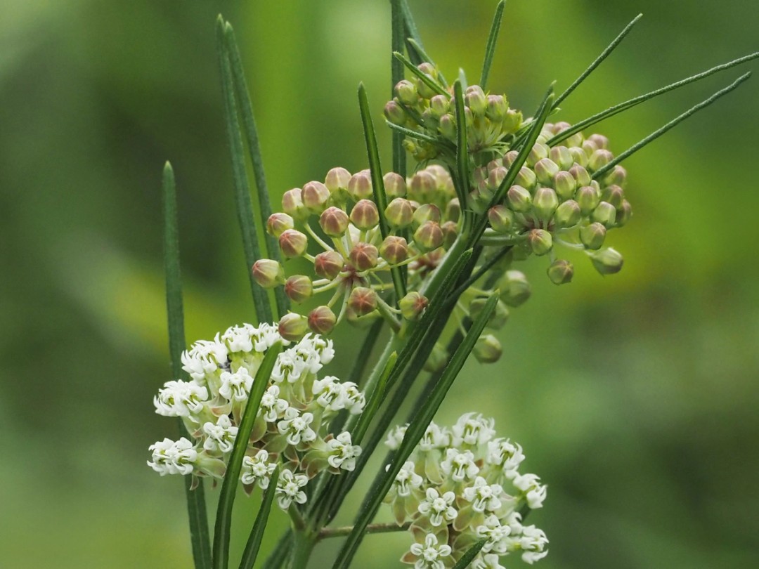 Flowering from base to top