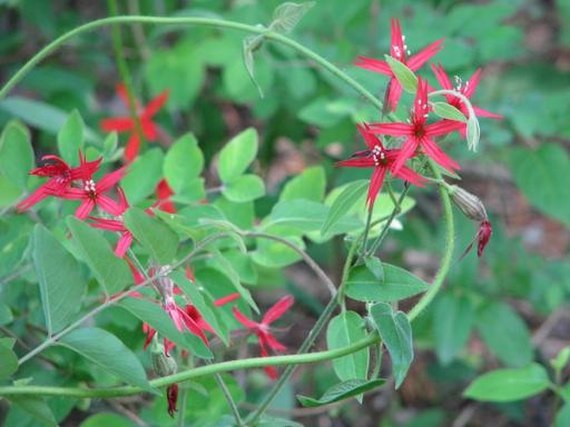 Climbing milkweed stem