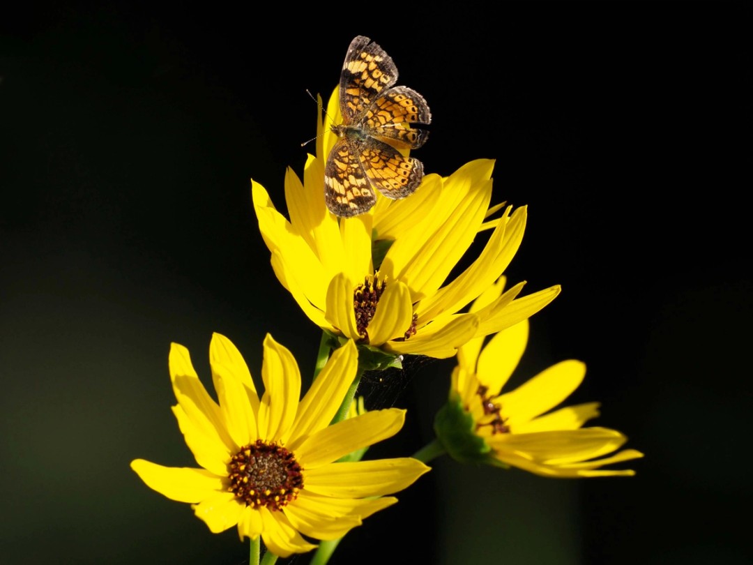 Pearl crescent butterfly