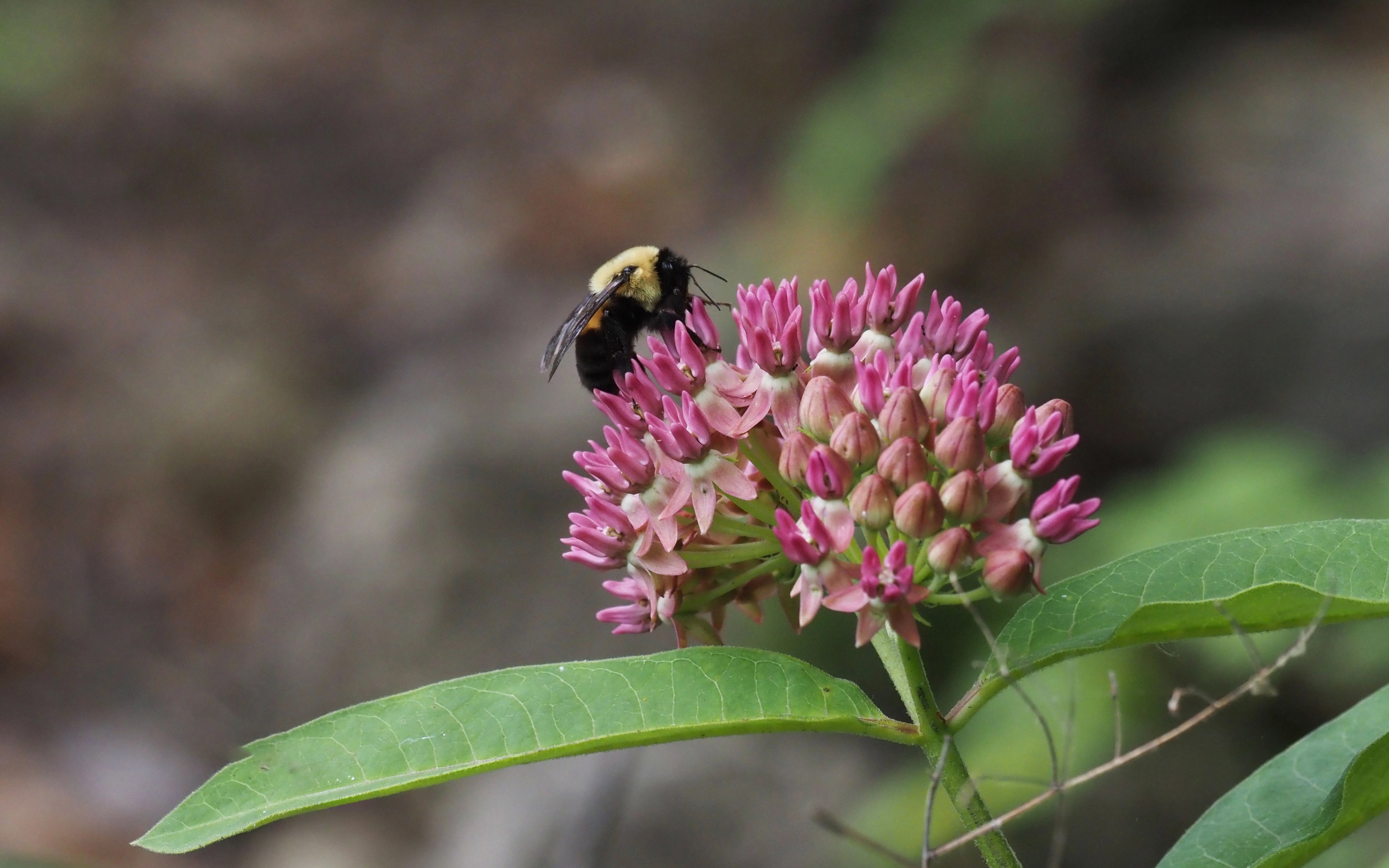 Brown-belted bumble bee nectaring on Asclepias purpurascens