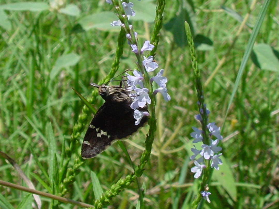 Southern Cloudywing