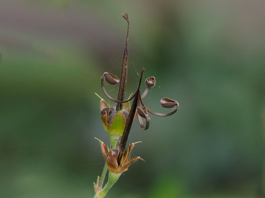 Seed pod in front has dispersed seed