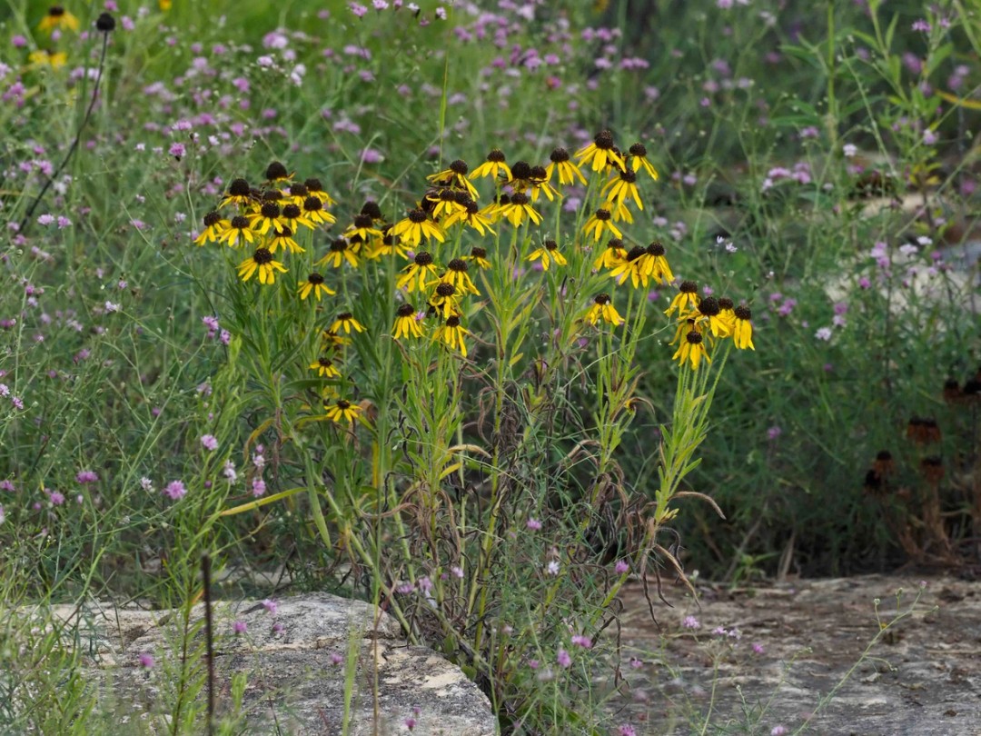 Rudbeckia missouriensis