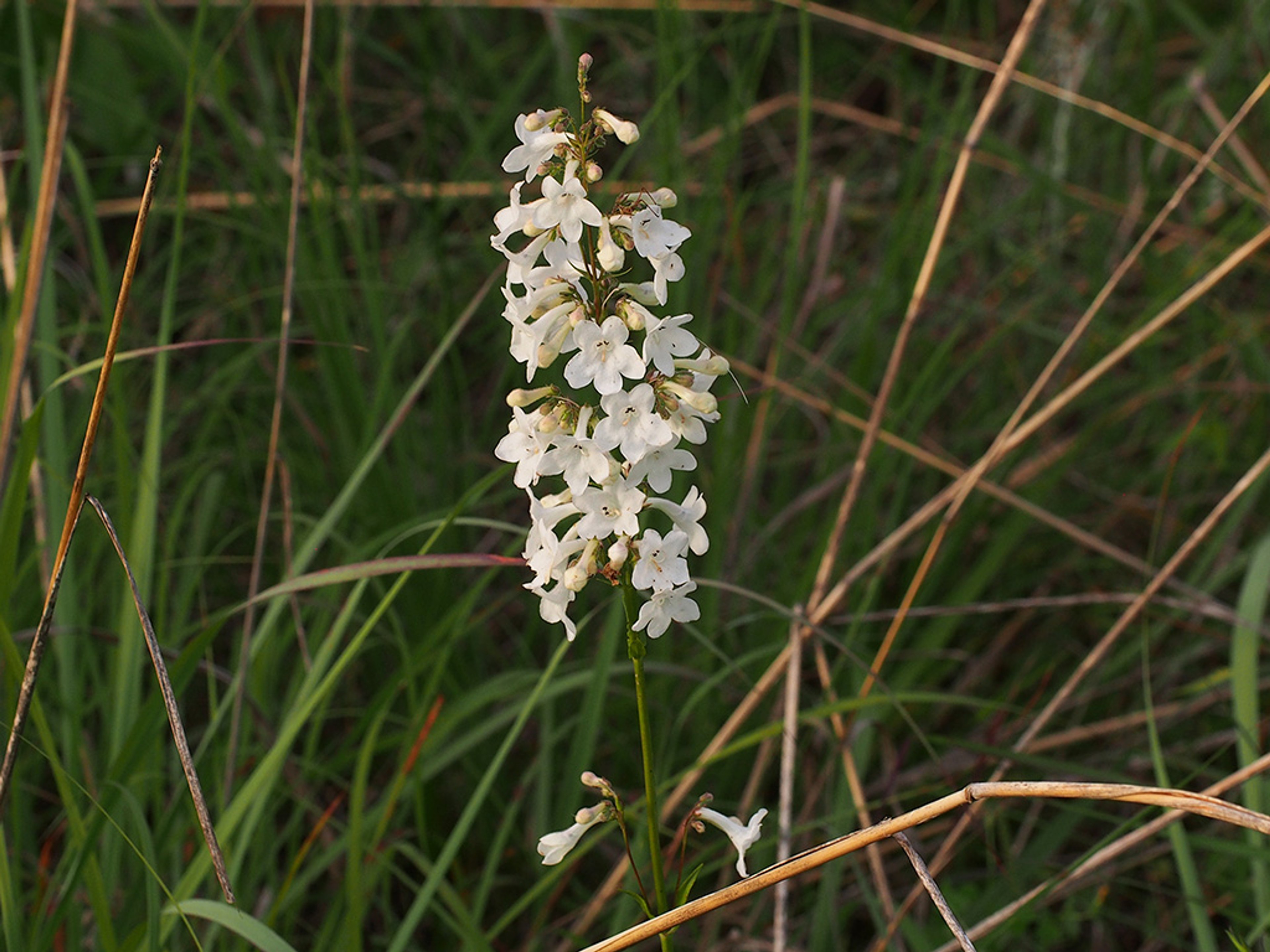 Penstemon tubaeflorus