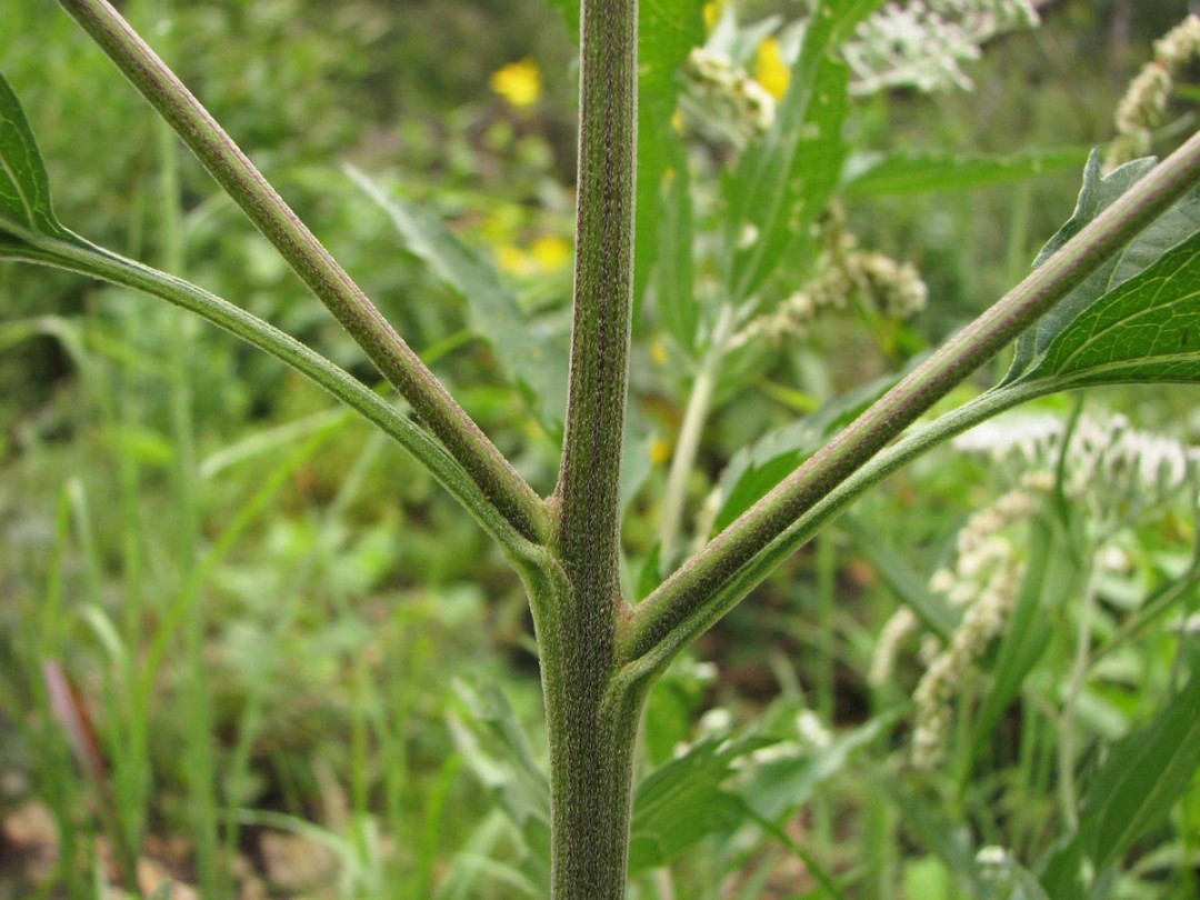 Pubescent stem