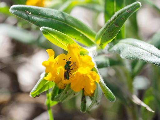 Augochlorine bee (Sweat bee)