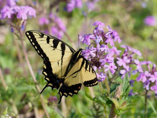 Eastern Tiger Swallowtail