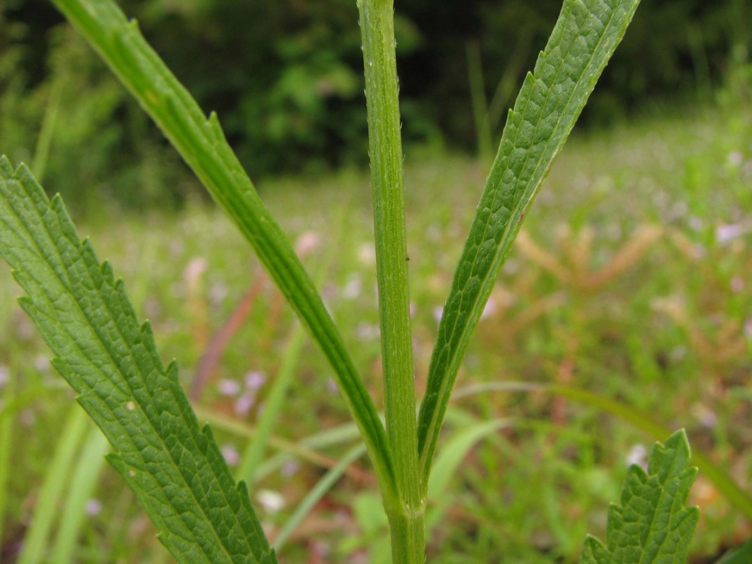 Stem and opposite leaves