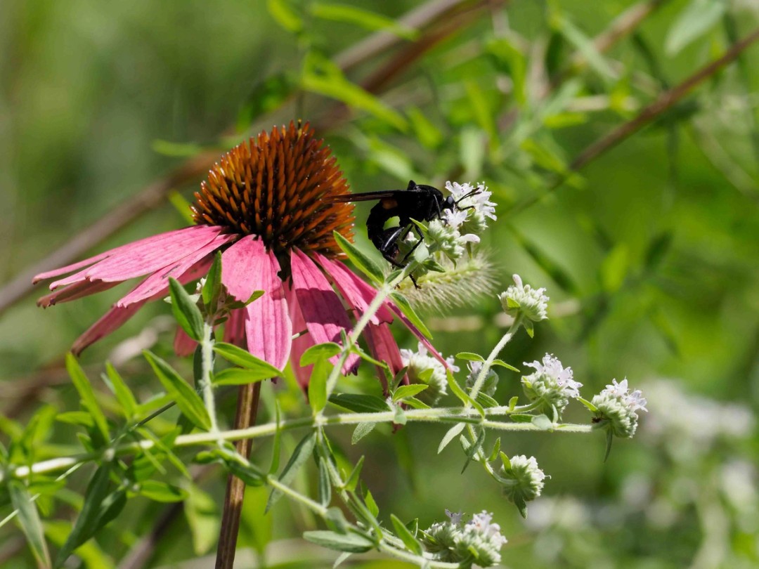 With Purple coneflower
