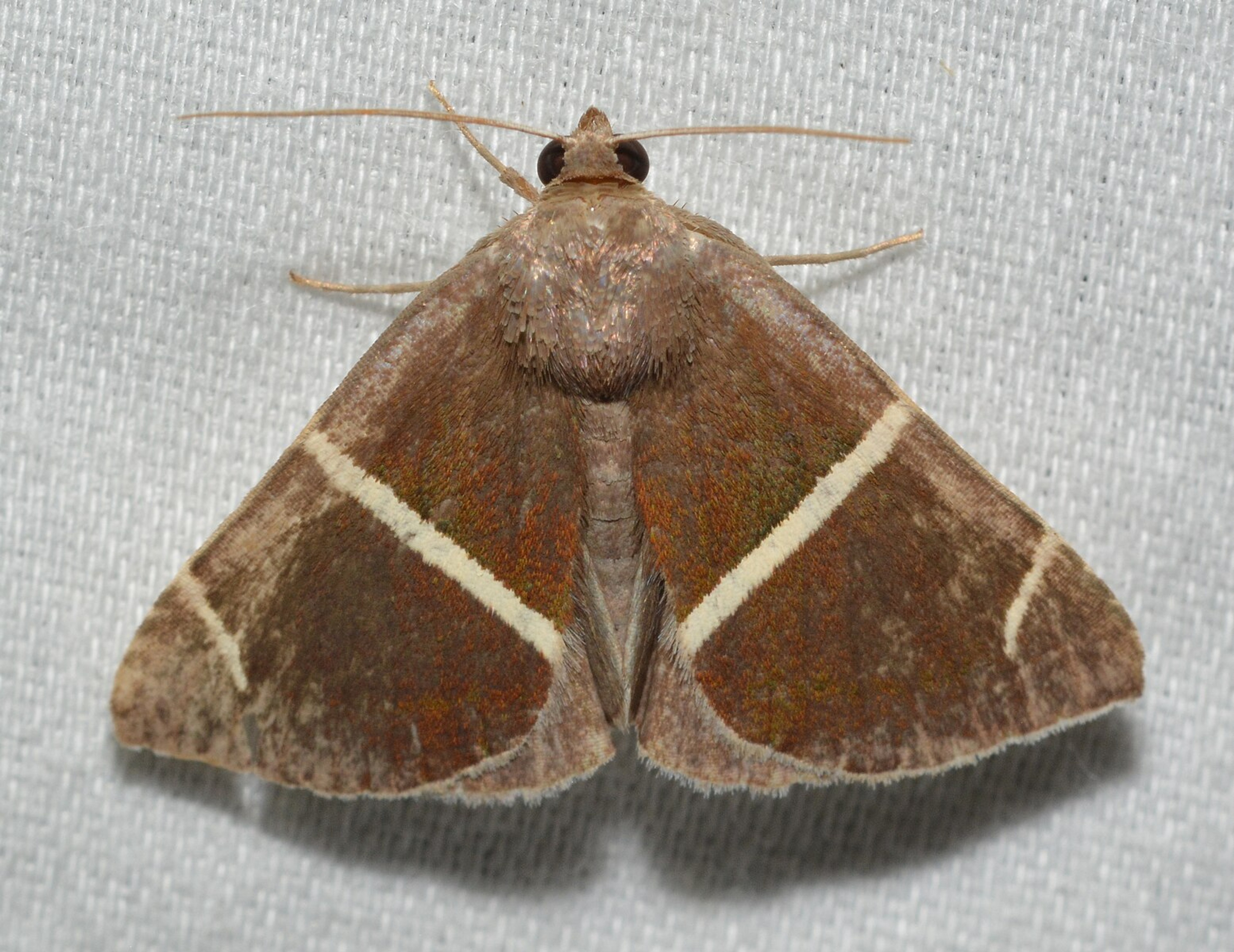 Short-lined Chocolate Moth