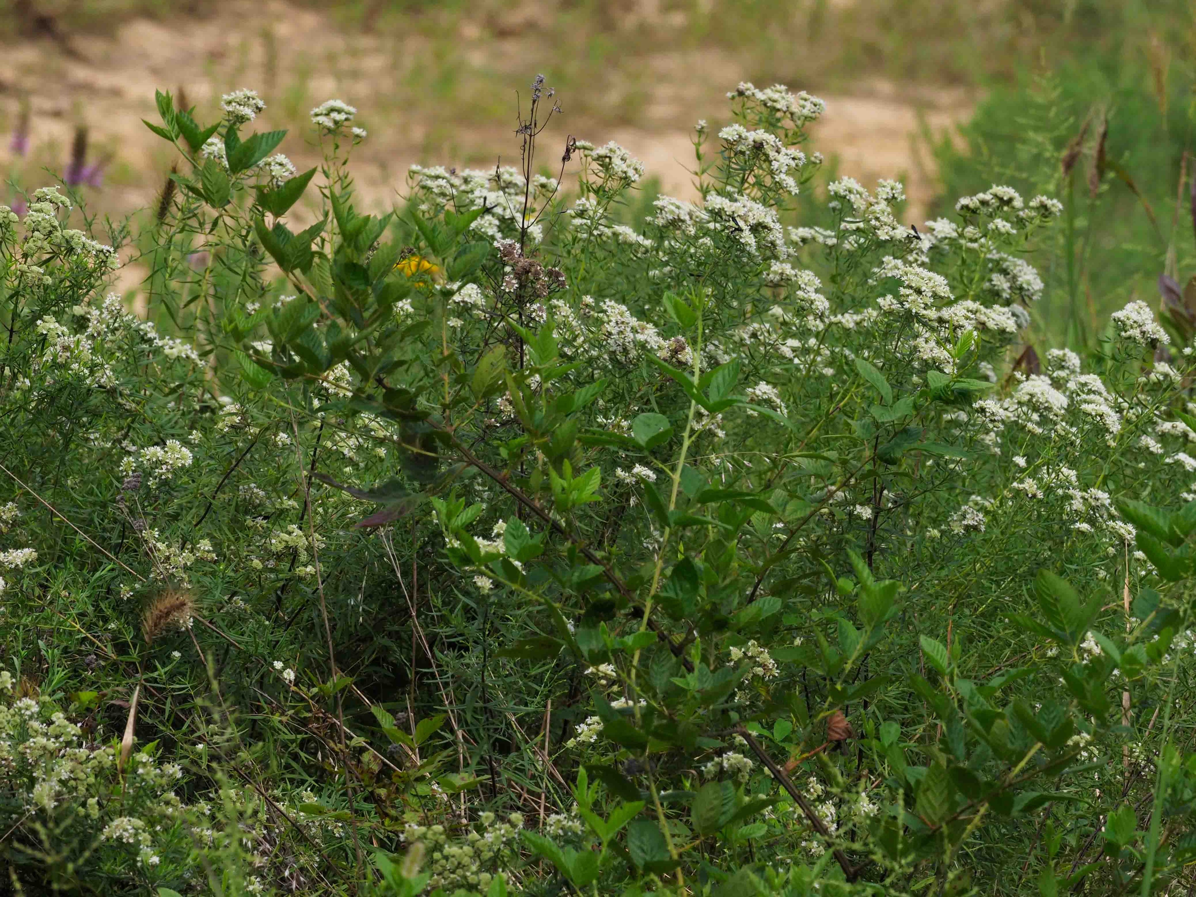 Thriving in prairie habitat