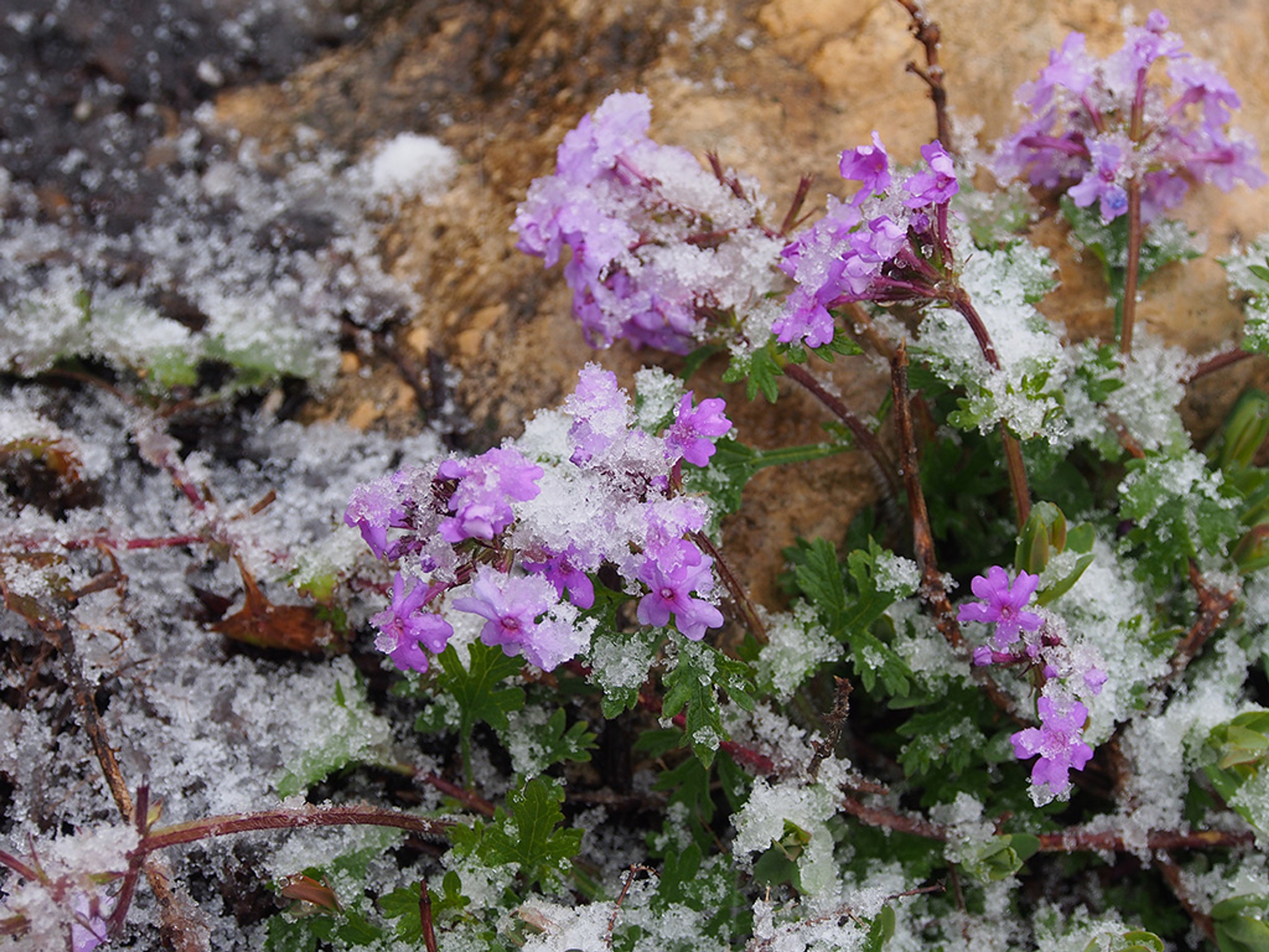 Snow covered flowers