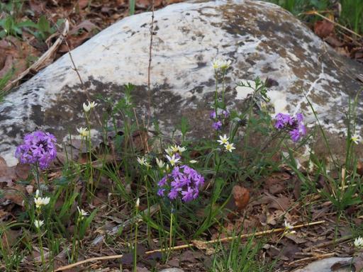 Nothoscordum bivalve