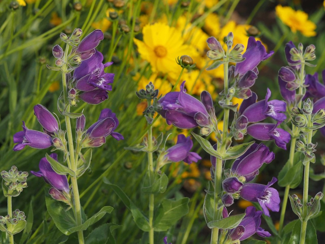 With Coreopsis lanceolata