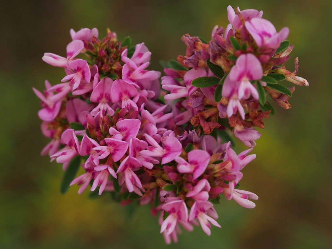Flower clusters in peak bloom