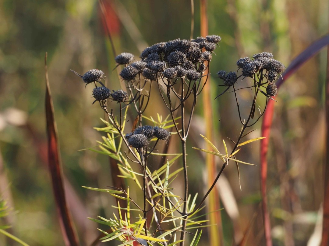 Ripe seed heads in September