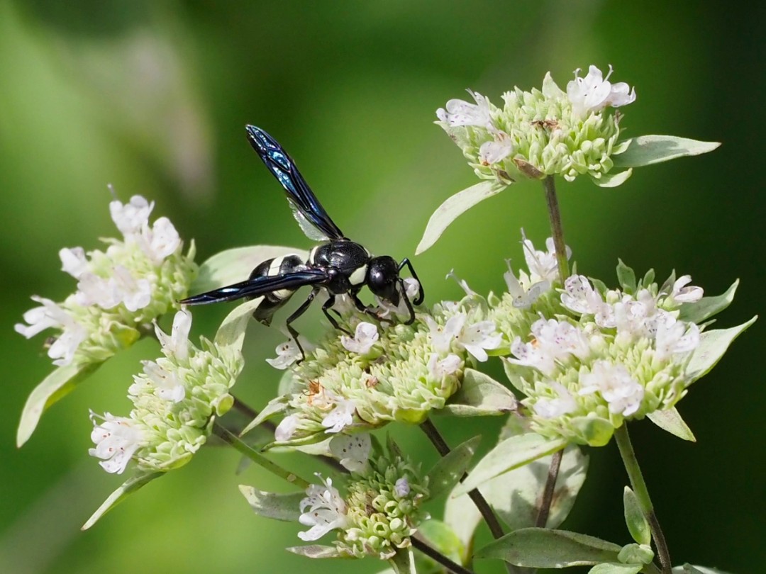 Four-toothed Mason wasp