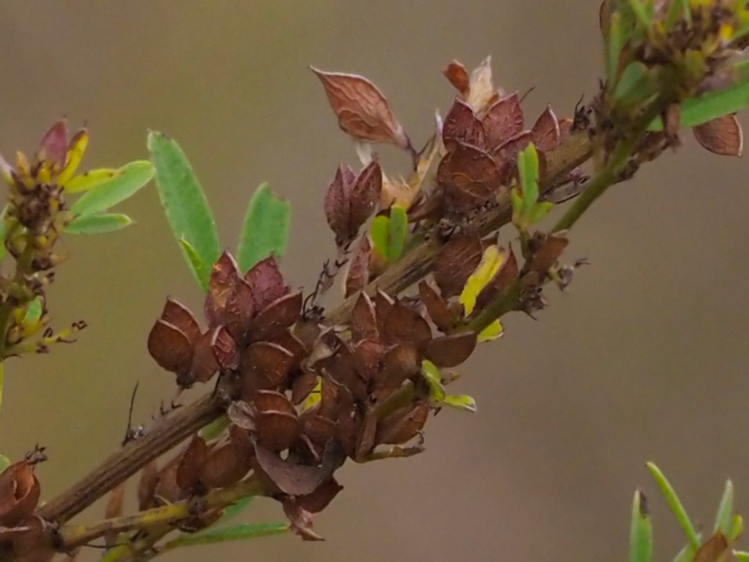 Ripe seed pods