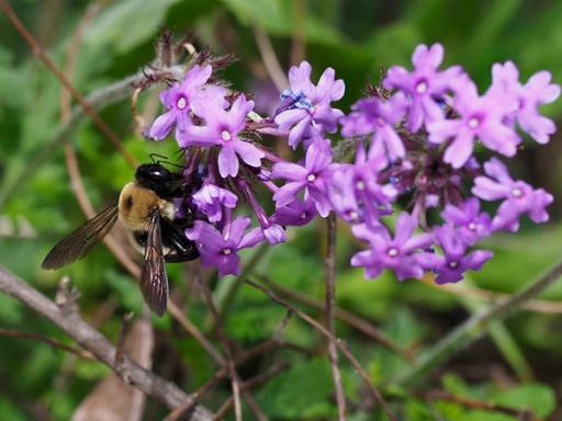 Large Carpenter Bee