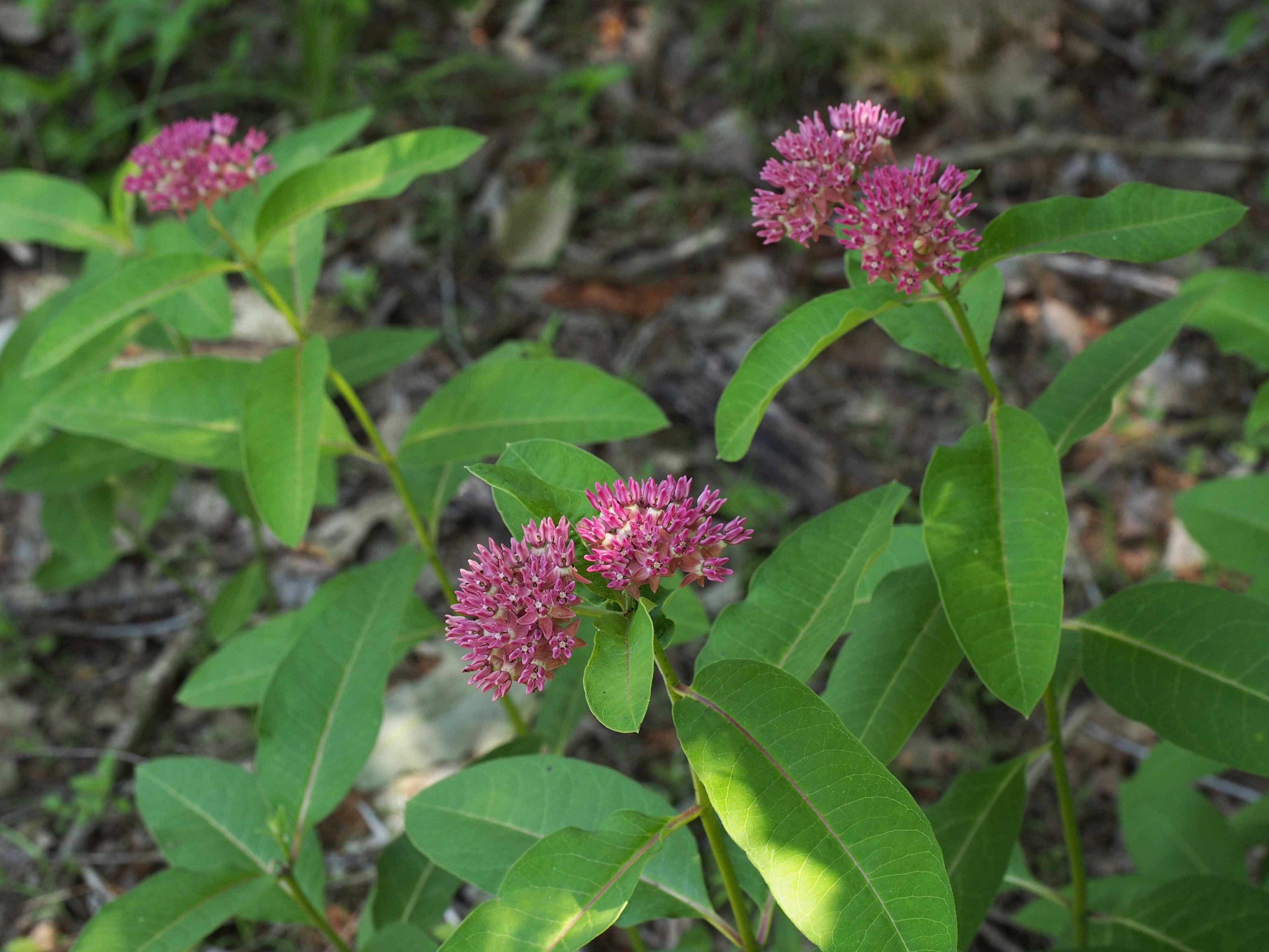 Woodland edge habitat