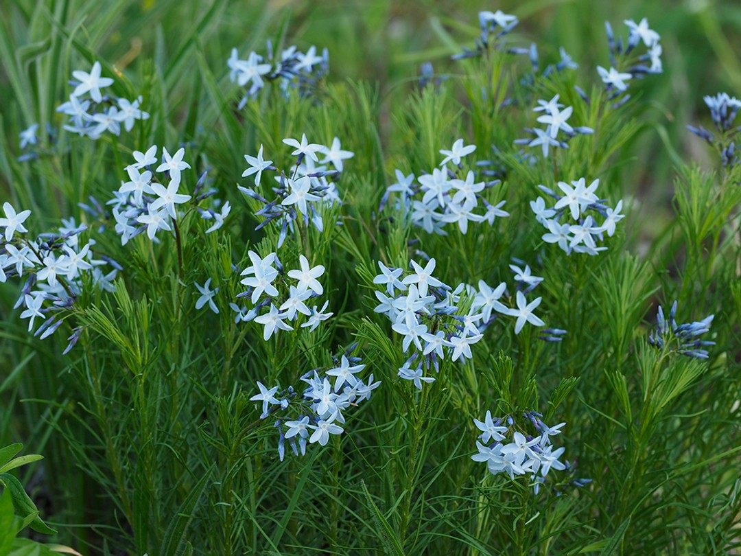 Fringed blue star (Amsonia ciliata)