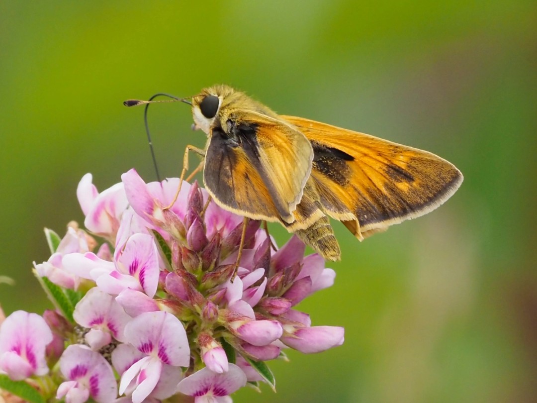 Sachem skipper