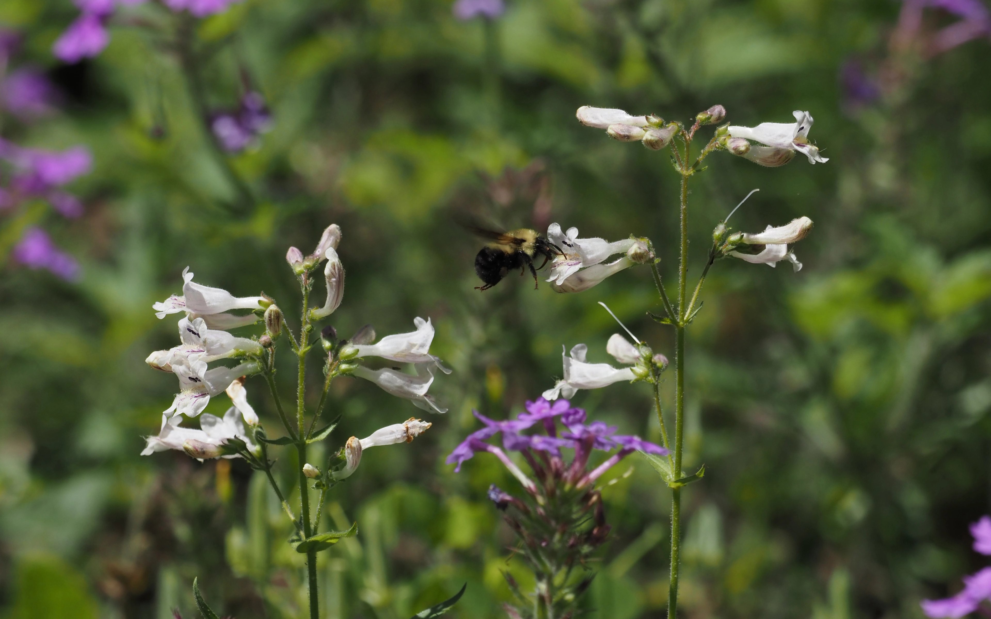 Penstemon pallidus with bee