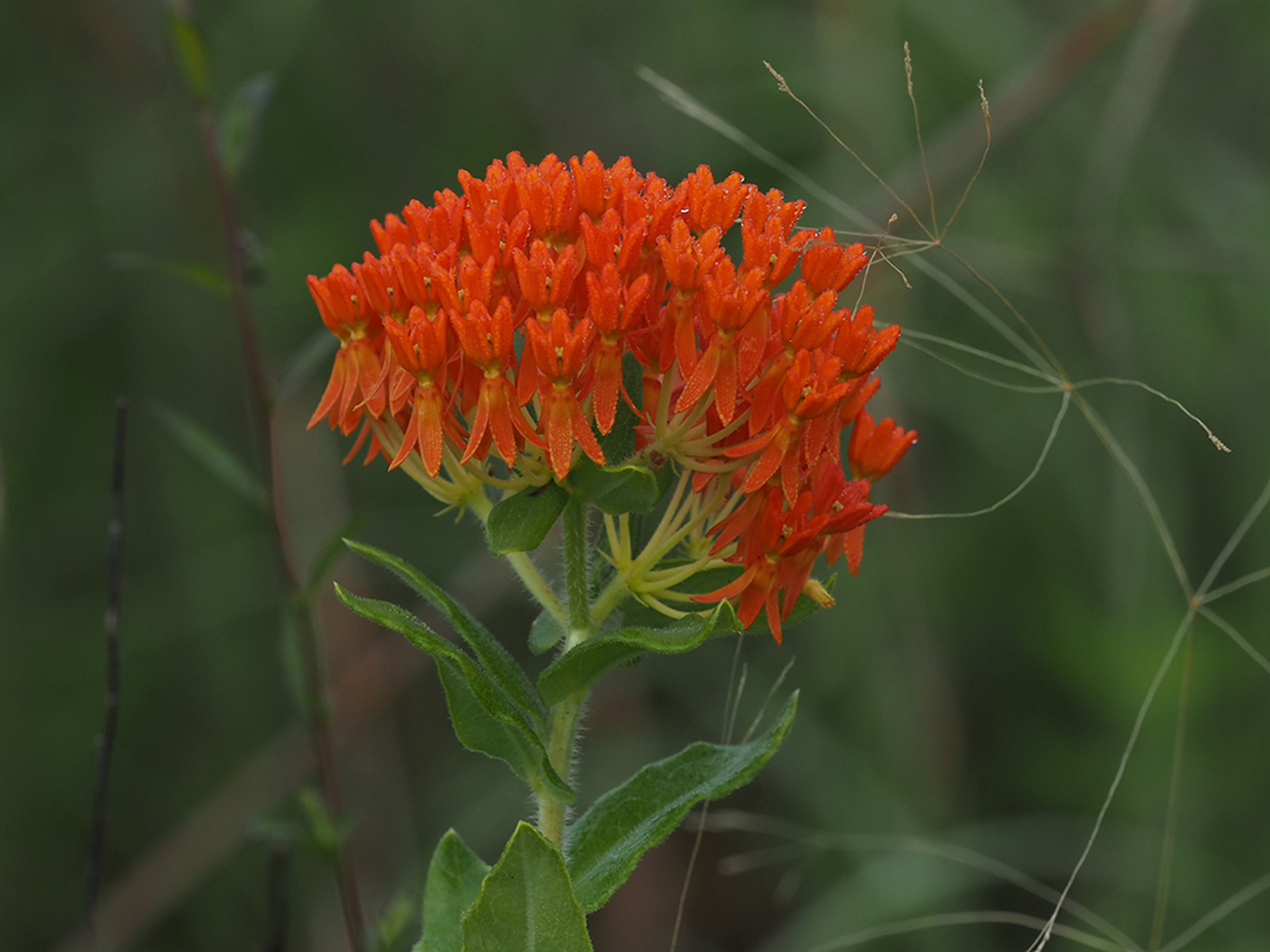 Asclepias tuberosa